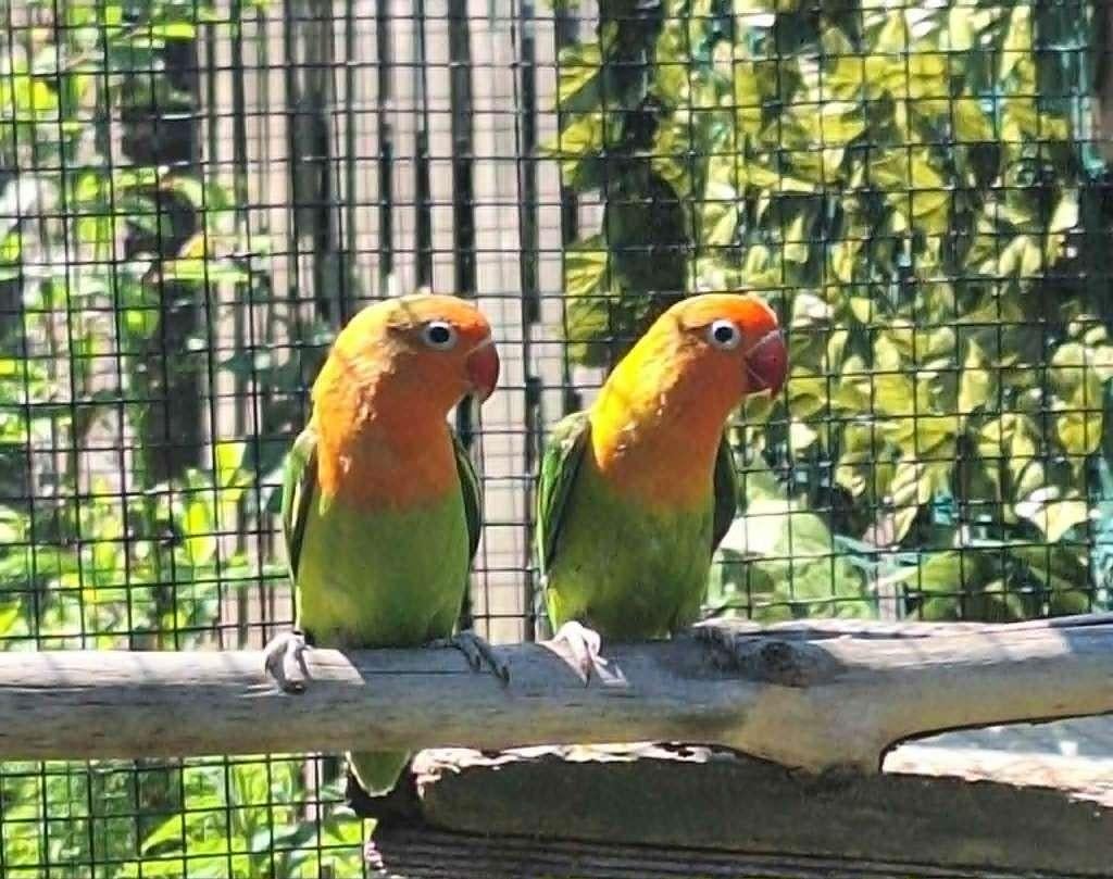 agapornis fischeri dwergpapegaai, Sexe inconnu, Perroquet nain ou Inséparable, Domestique