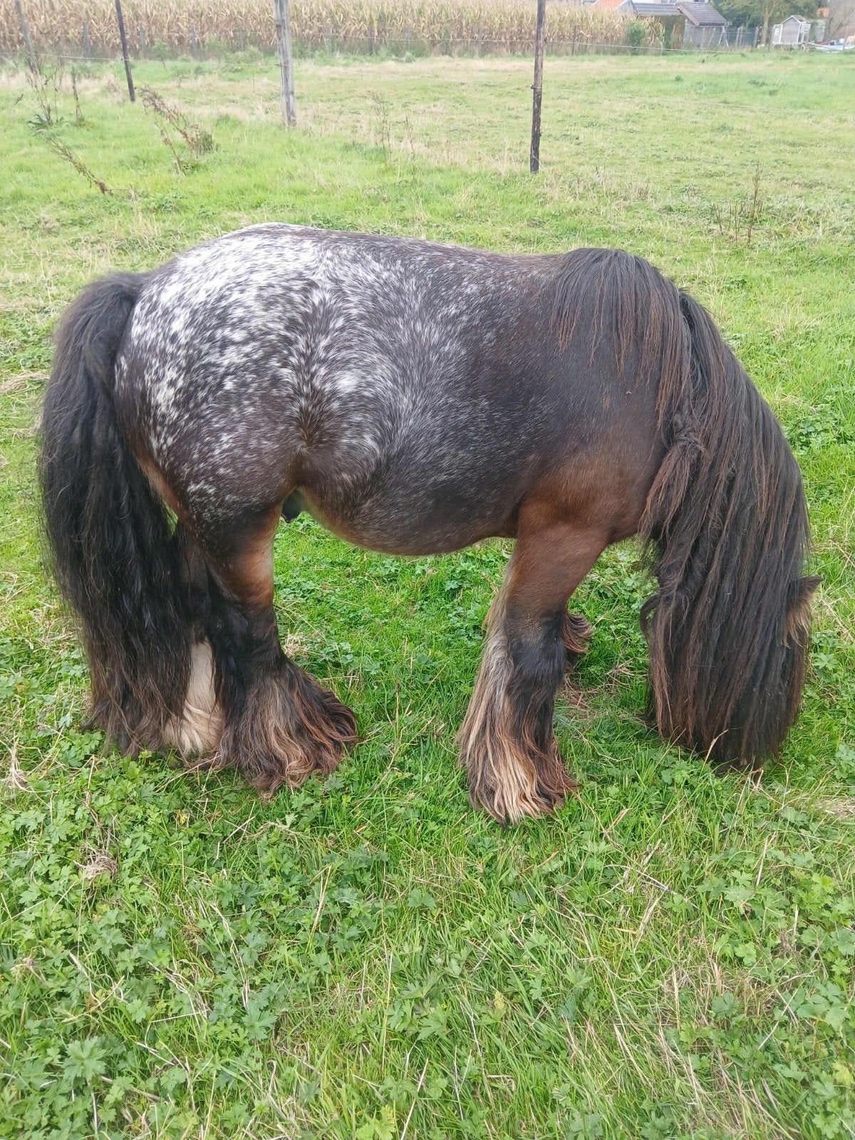 irisch cob hengst