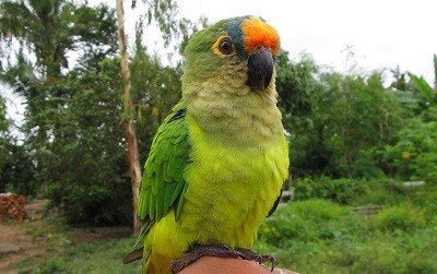 Recherche conure aurea, Dieren en Toebehoren, Vogels | Toebehoren