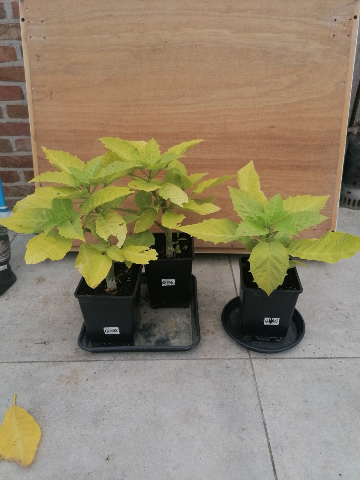 brugmansia, Ophalen