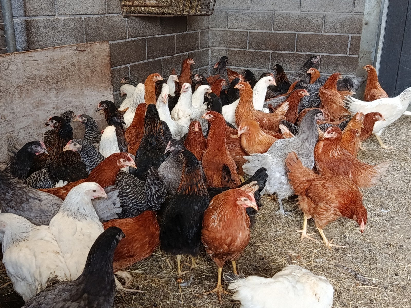 jonge legkippen promo, Dieren en Toebehoren, Pluimvee, Kip