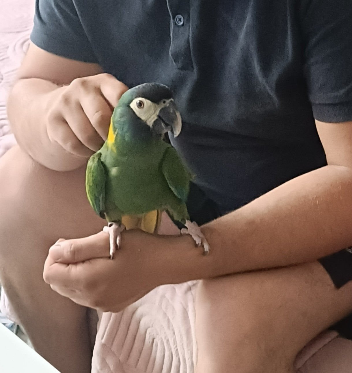 Geelnek ara man, Animaux & Accessoires, Oiseaux | Perruches & Perroquets, Bagué