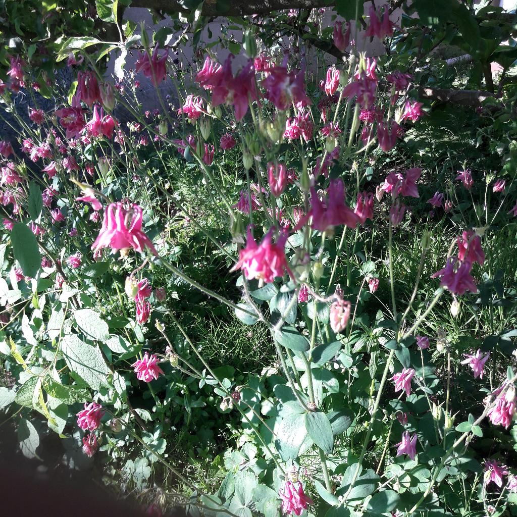 AKELEI vaste plant, Tuin en Terras, Planten | Tuinplanten, Ophalen, Lente, Vaste plant