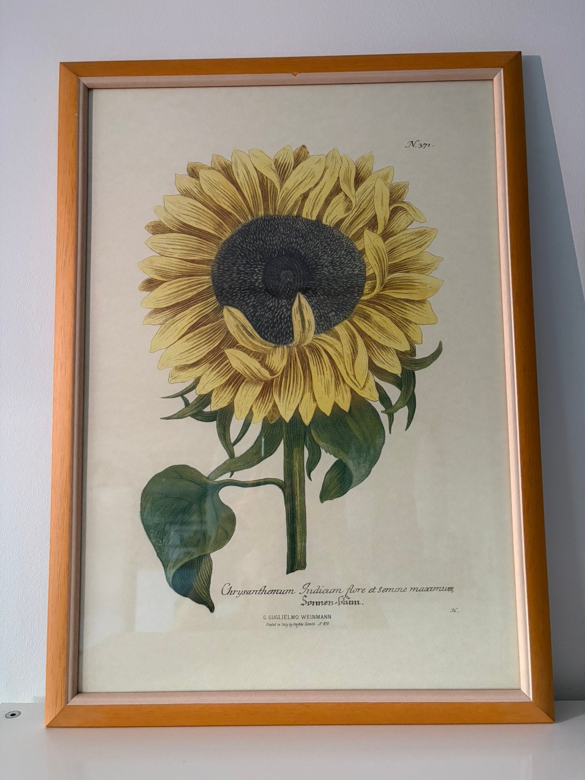 Chrysanthème Weinmann (54x39 cm), Enlèvement ou Envoi