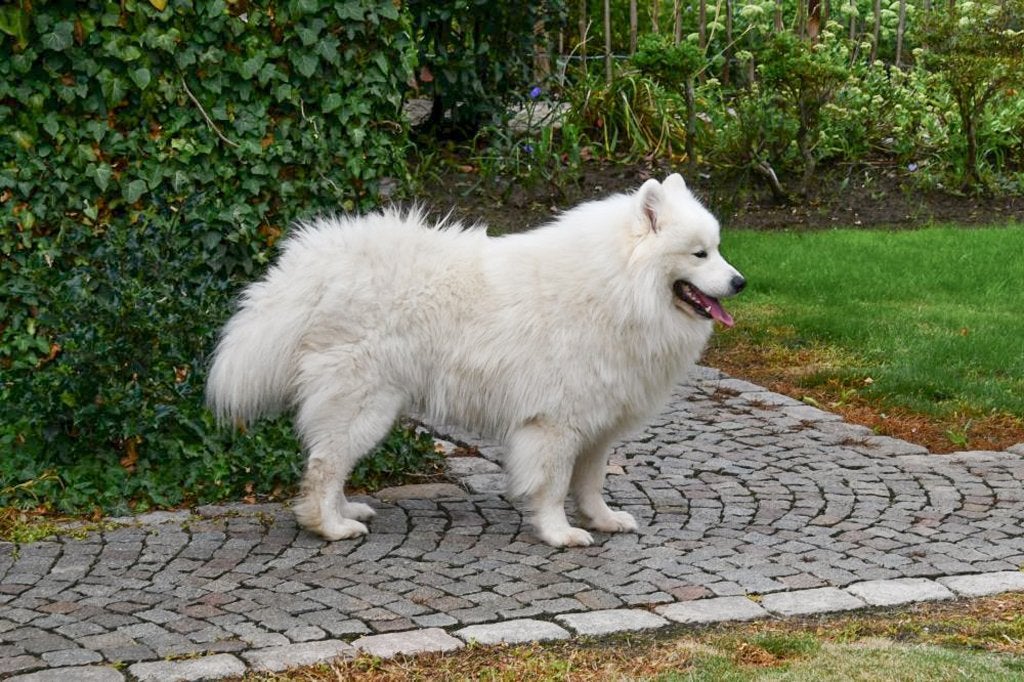 Samojeed dekreu - met stamboom, Dieren en Toebehoren, België, Reu, CDV (hondenziekte), Eén hond