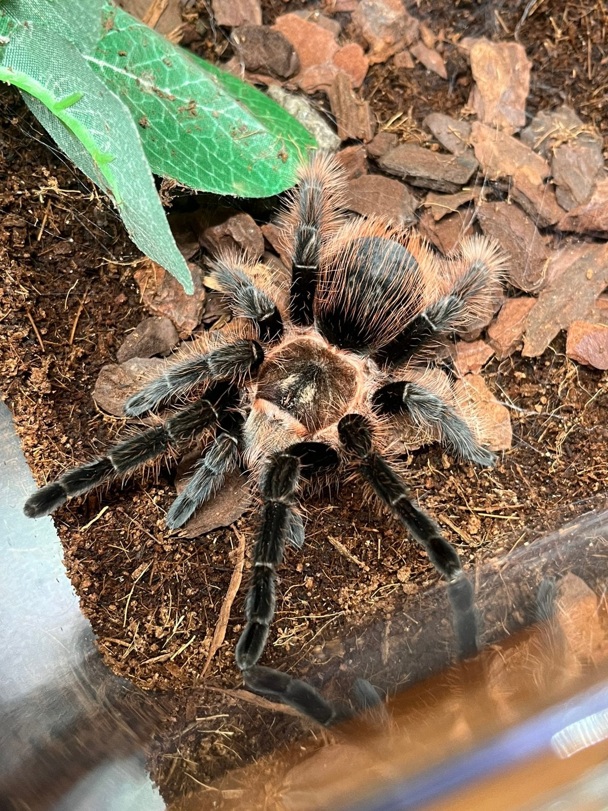 2x Tliltocatl albopilosus (honduras), Dieren en Toebehoren, Spin of Schorpioen