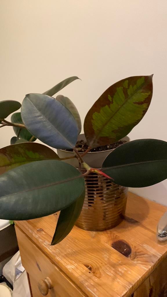 Ficus elastica, ook bekend als de Indische rubberboom, Enlèvement, Ficus