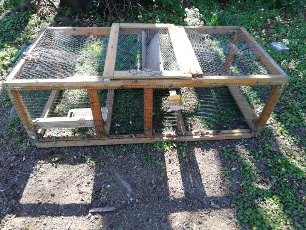 TREILLE, Lapin, Moins de 60 cm, Cage, Enlèvement