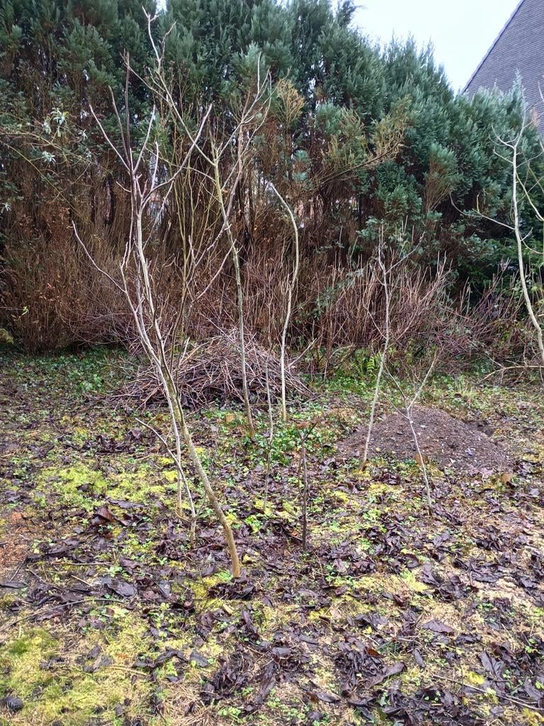 Notelaars, notenbomen, Ophalen