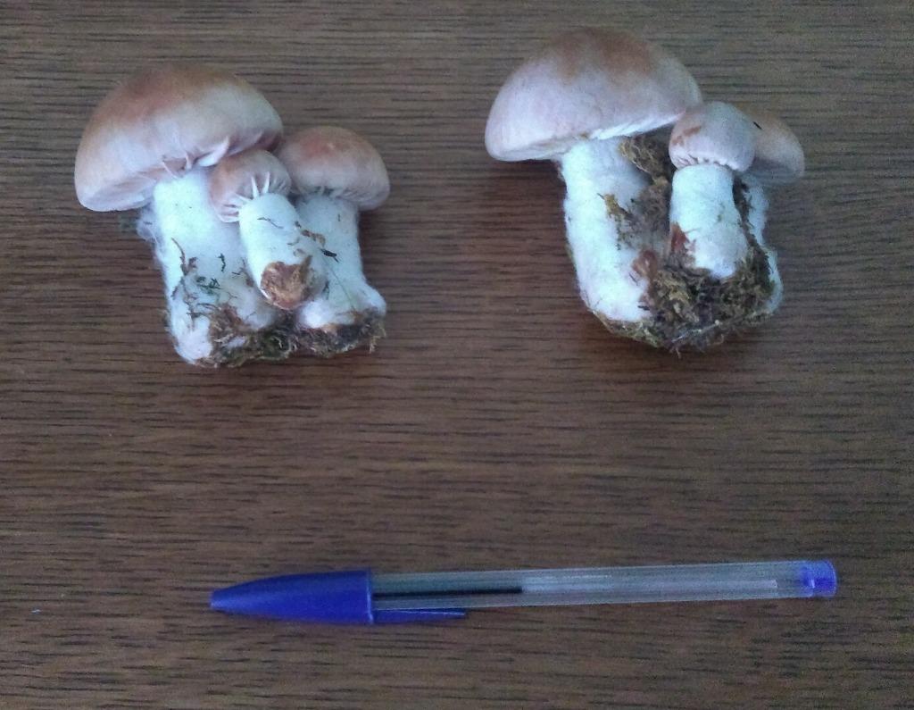 Set van 2 paddenstoelen voor decoratie, Hobby en Vrije tijd, Ophalen of Verzenden, Zo goed als nieuw