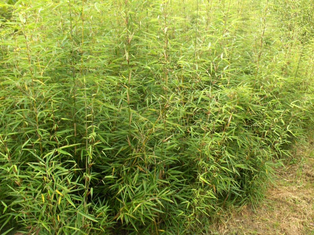 Bamboe Fargesia Campbell, Tuin en Terras, Planten | Struiken en Hagen, Haag, Bamboe, Ophalen