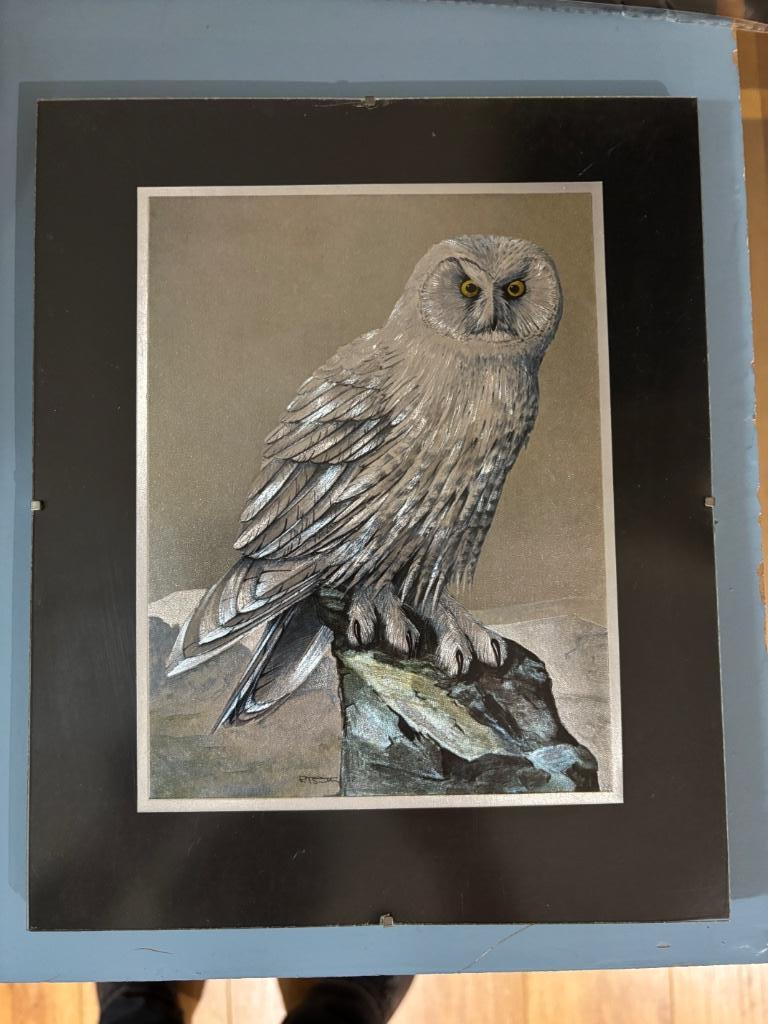 Ets tekening sneeuwuil zilverlook in lijst 23x28cm ingelijst, Verzamelen, Postkaarten | Dieren, Ongelopen, 1980 tot heden, Vogel