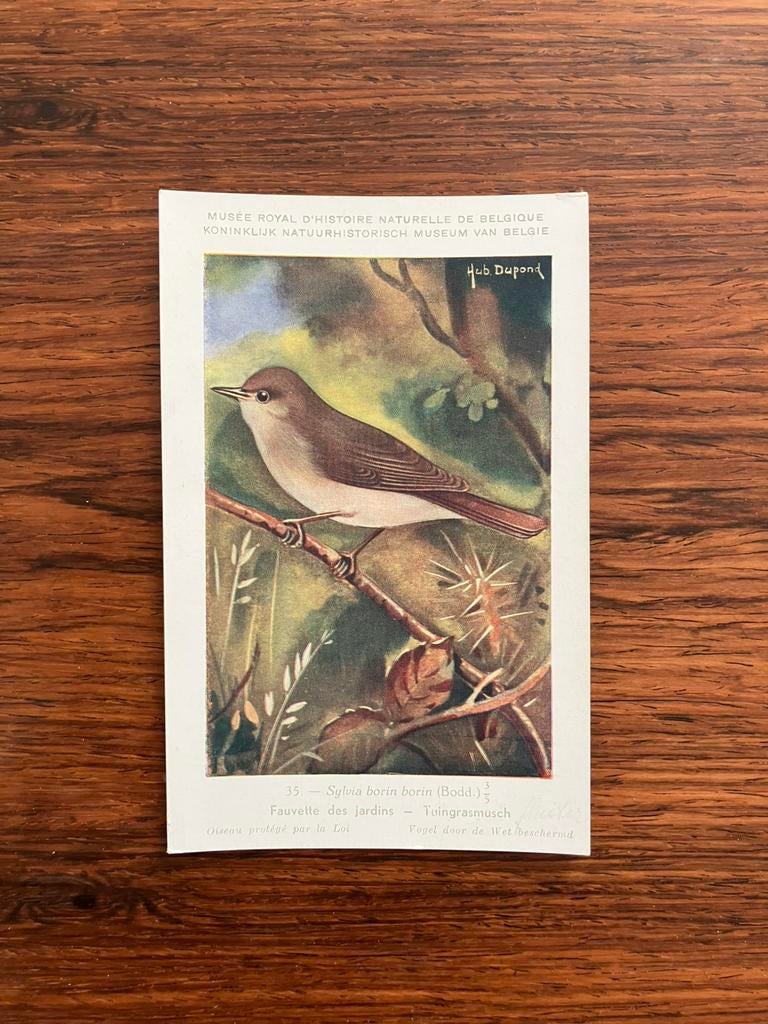 Vogels der Belgische Fauna Nr. 35 tuingrasmusch, Verzamelen, Ophalen of Verzenden, 1940 tot 1960, Ongelopen, Vogel