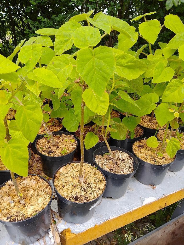 Paulownia boompjes, En pot, Moins de 100 cm, Plein soleil, Autres espèces
