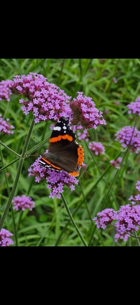 verbena bonariensis min 5 stengels, Tuin en Terras, Ophalen