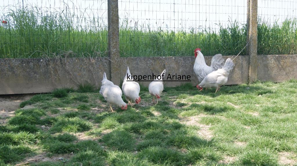 cream legbar opal broedeieren, Dieren en Toebehoren, Pluimvee, Geslacht onbekend, Kip
