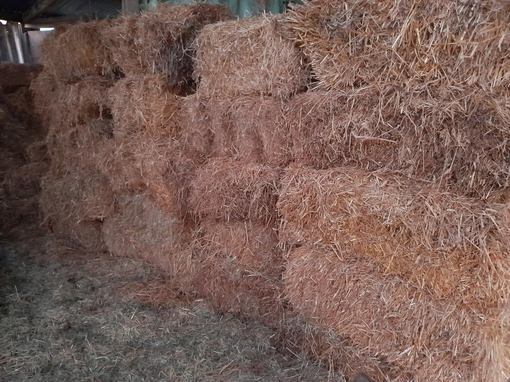Kleine pakken stro te koop, Zakelijke goederen, Landbouw | Veevoer, Ophalen