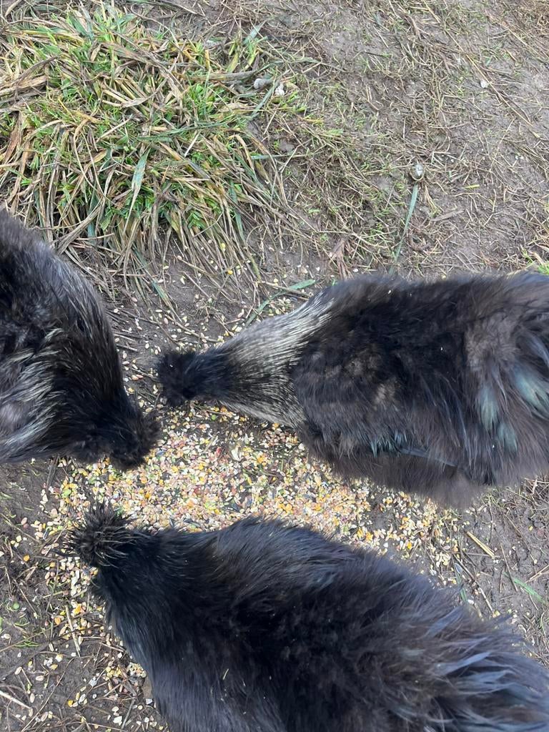 Zijdehoen haantjes/GEVACCINEERD, Dieren en Toebehoren