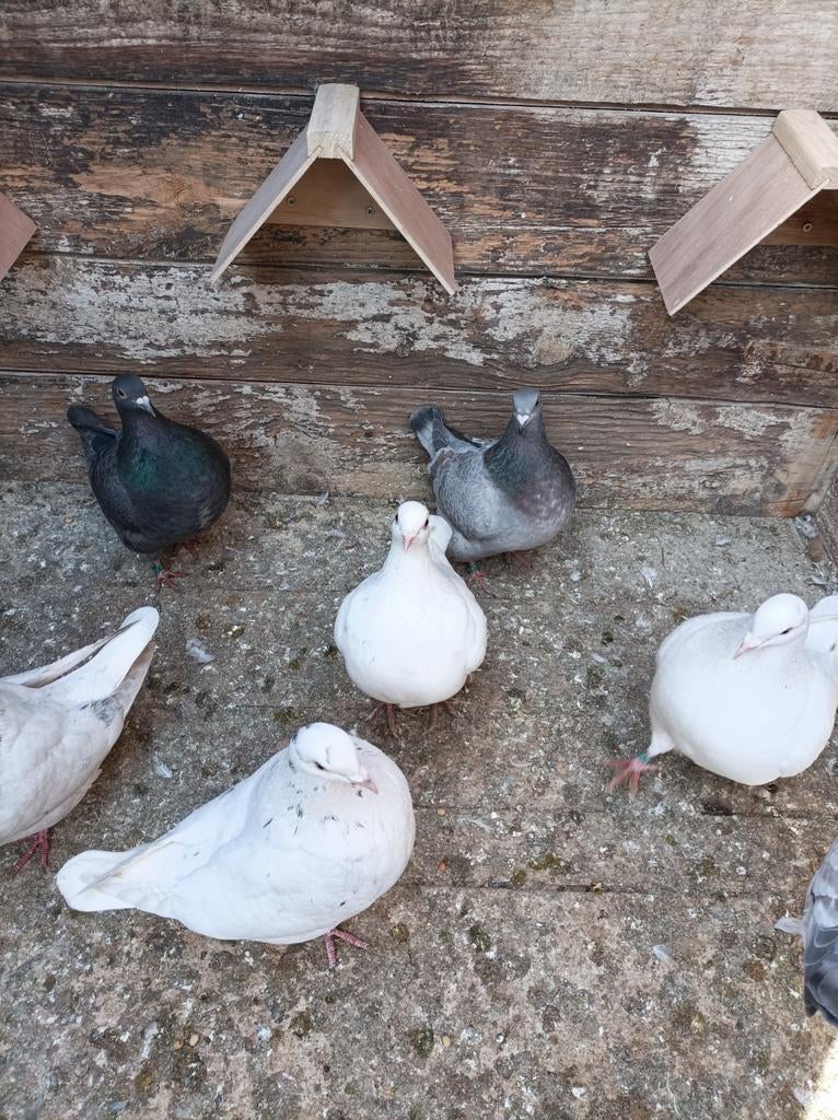 Pigeons pionniers texans, Animaux & Accessoires
