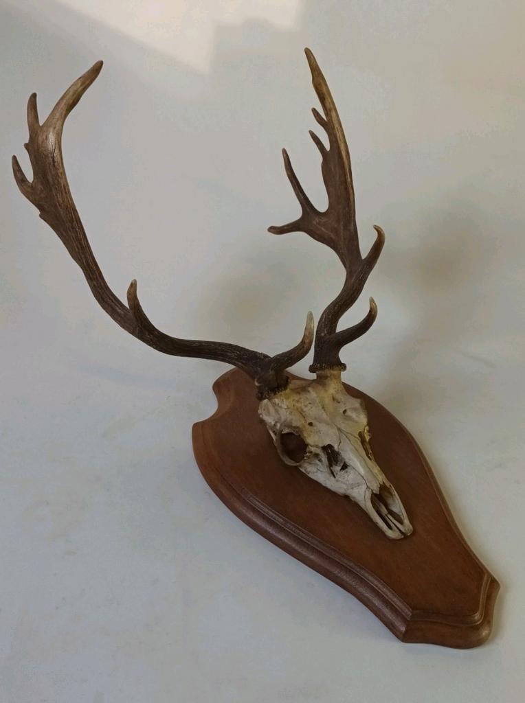 Eland gewei taxidermie, Antiek en Kunst, Ophalen