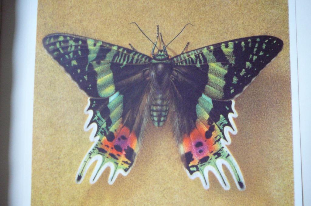 Tropische vlinders Artis, Boeken, Ophalen of Verzenden, Gelezen, Plaatjesalbum
