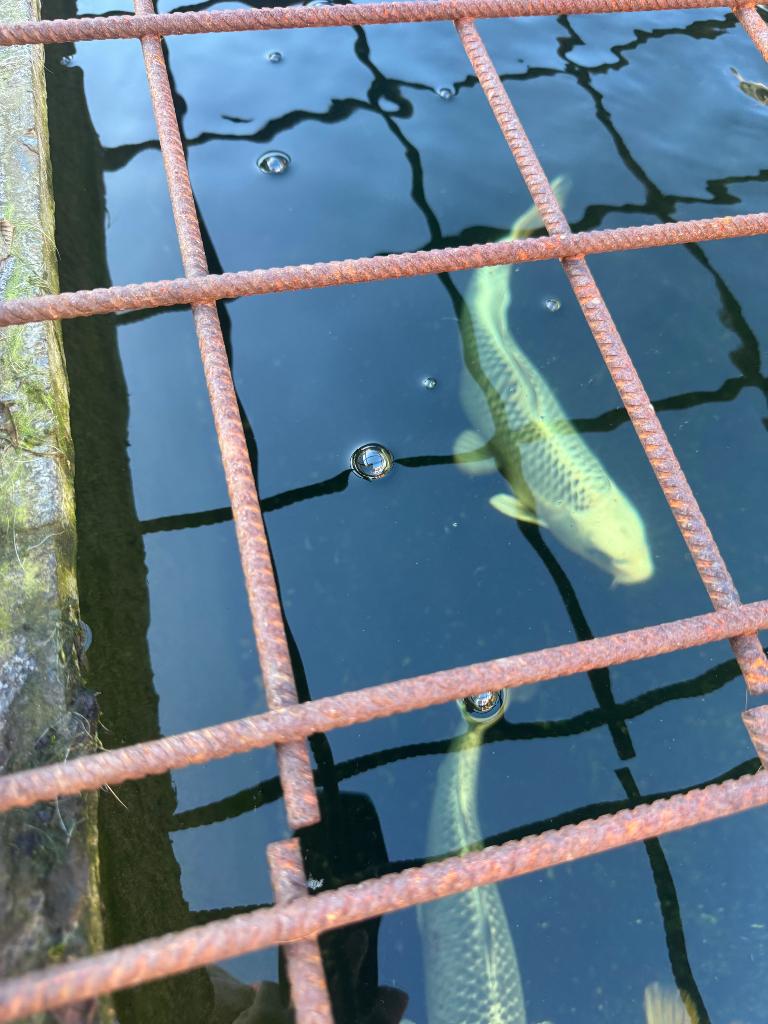 Koi’s, Dieren en Toebehoren, Vissen | Vijvervissen, Karper of Koi