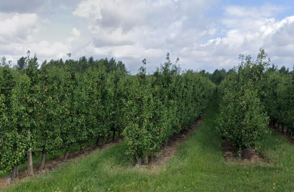 Gezocht: Perenplantage Boomgaard, Ophalen of Verzenden