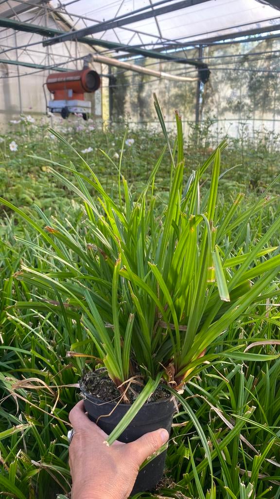 Carex morowii, Ophalen