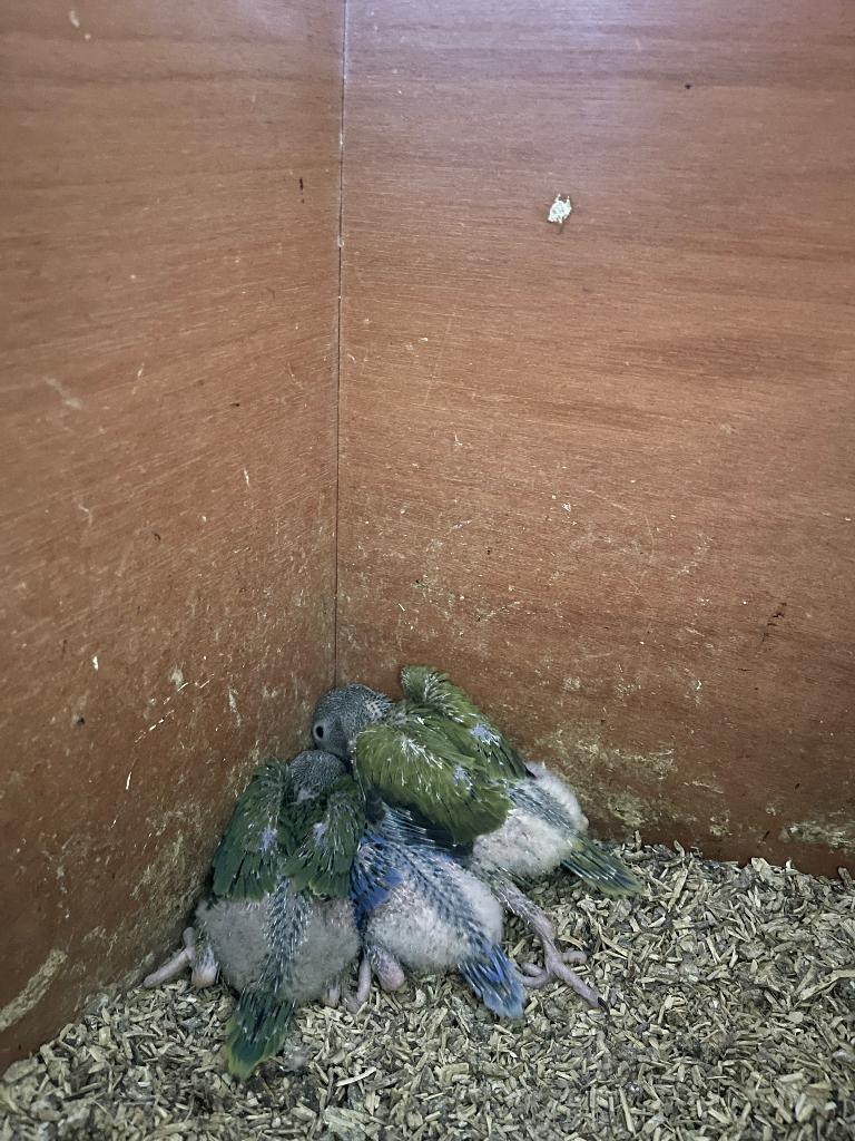 Halsbandparkiet, Dieren en Toebehoren