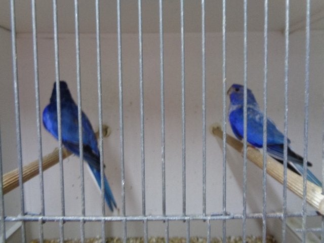 splendid  parkieten   wegens einde, Dieren en Toebehoren
