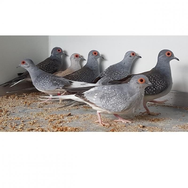 Diamantduifjes, Dieren en Toebehoren, Vogels | Duiven, Overige soorten, Geslacht onbekend