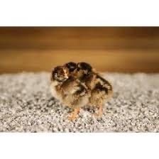 Verschillende soorten kuiken te koop 🐣, Sexe inconnu, Canard