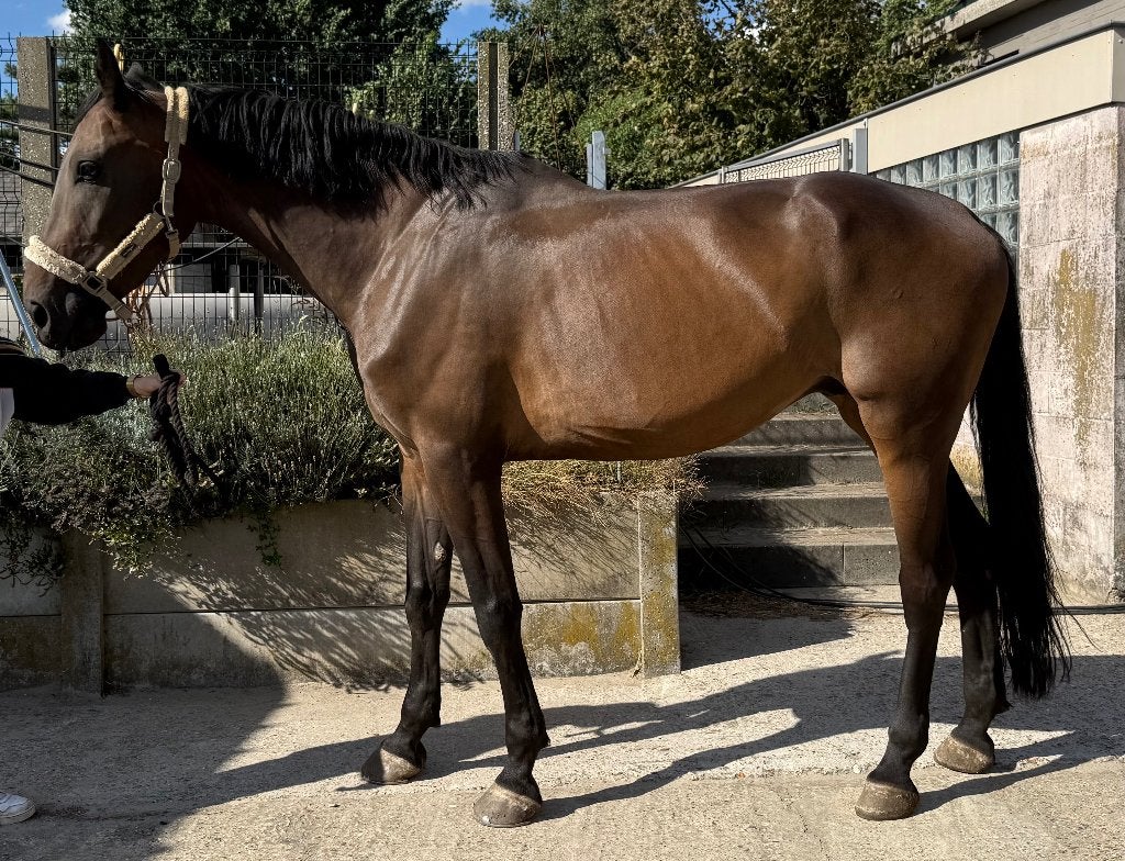 Recreatie paard te koop, 175 cm ou plus, Ne s'applique pas, Cheval de récréation, 7 à 10 ans
