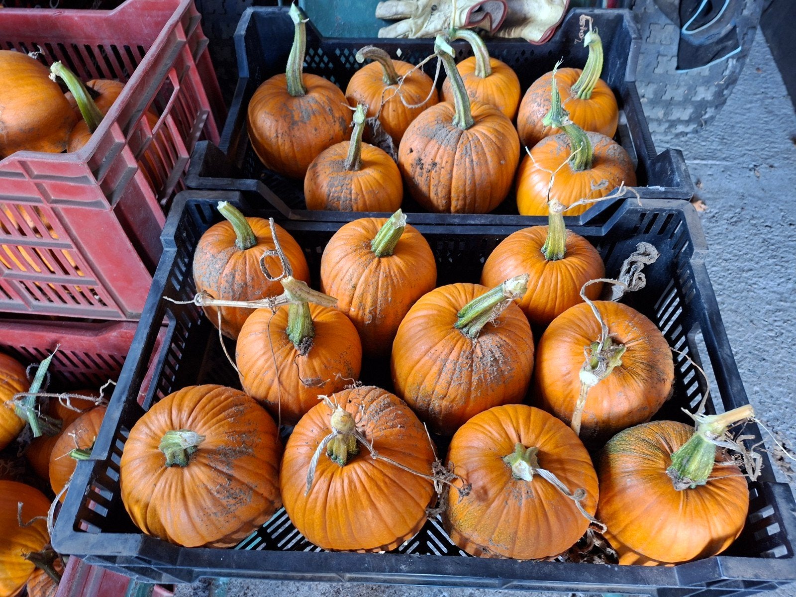Halloween pompoenen te koop, Diversen, Levensmiddelen, Ophalen of Verzenden