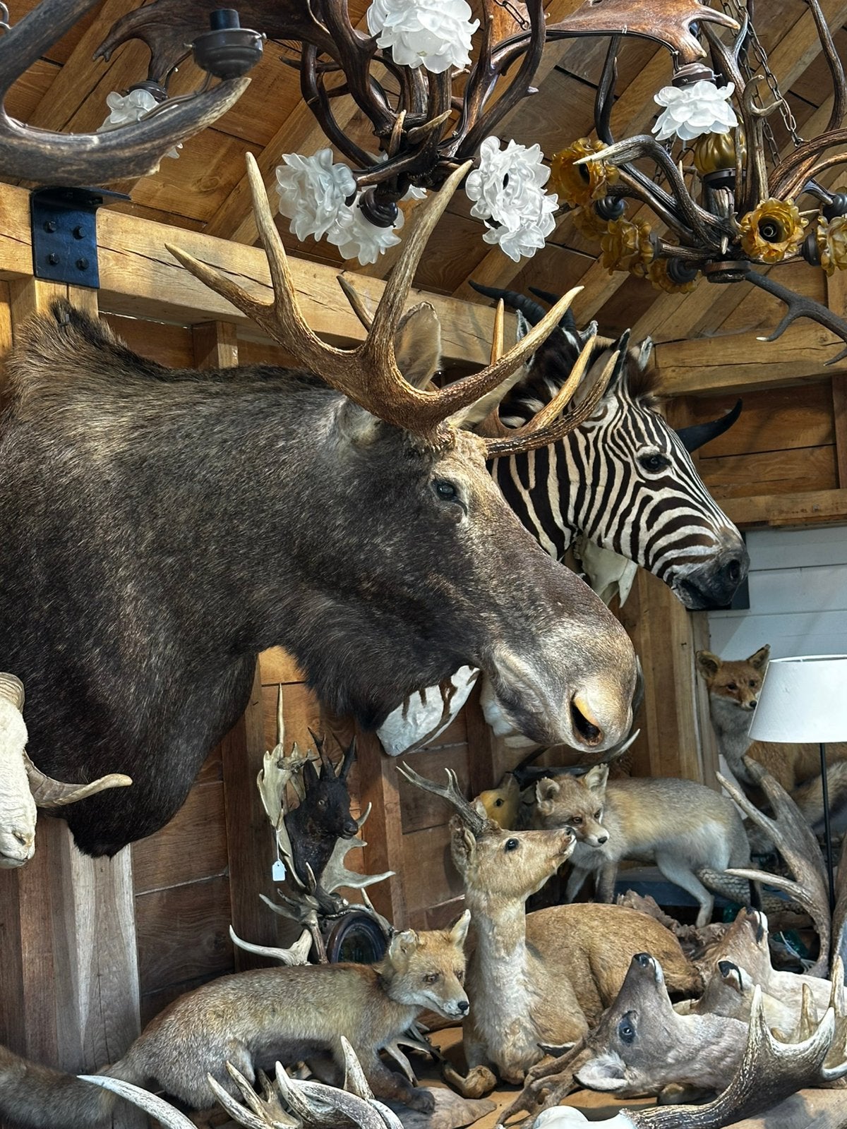 Curiosa jacht trofee opgezette dieren taxidermie, Enlèvement