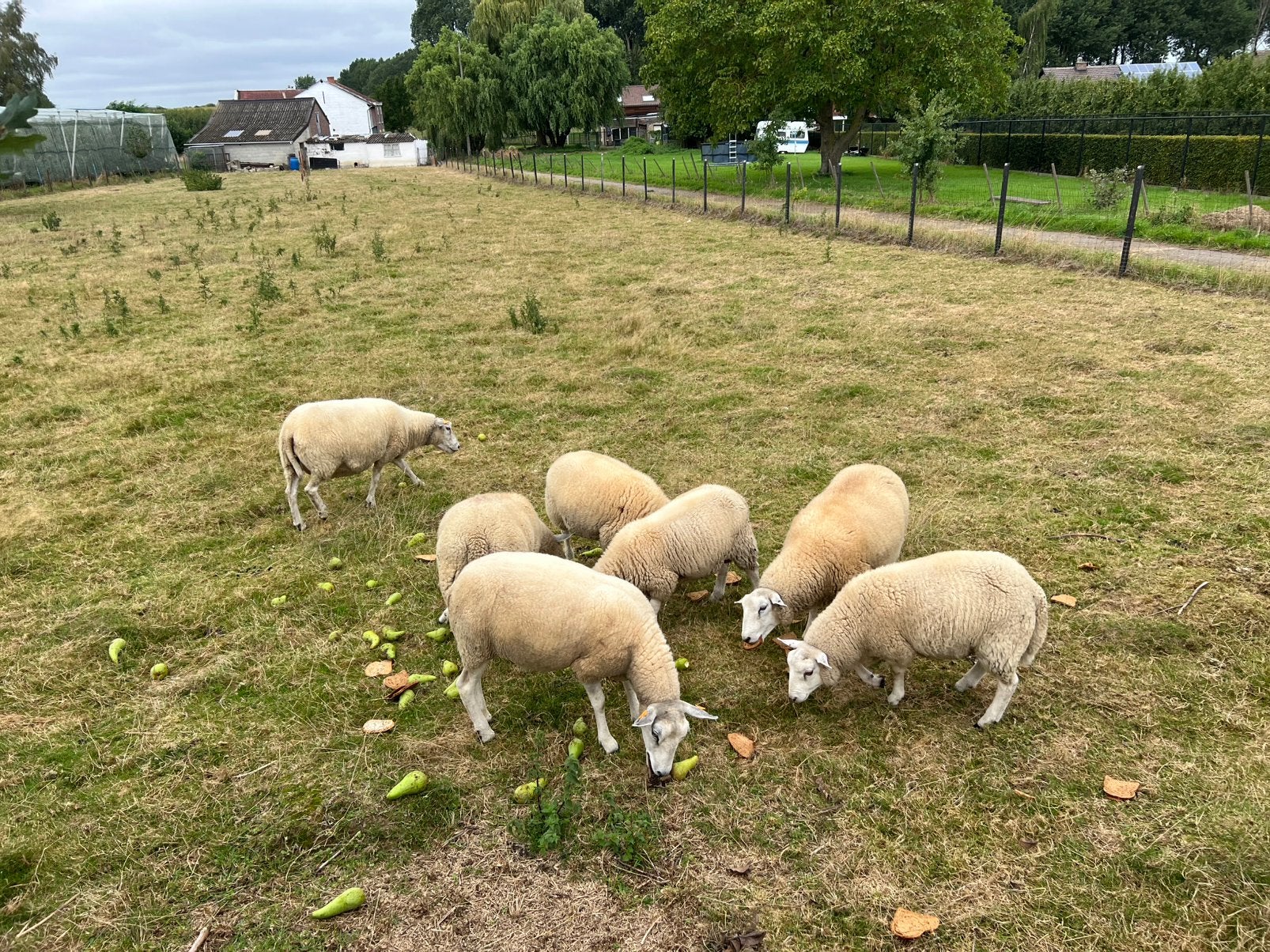 Textile français, Animaux & Accessoires, Moutons, Chèvres & Cochons, Plusieurs animaux, Mouton, 0 à 2 ans