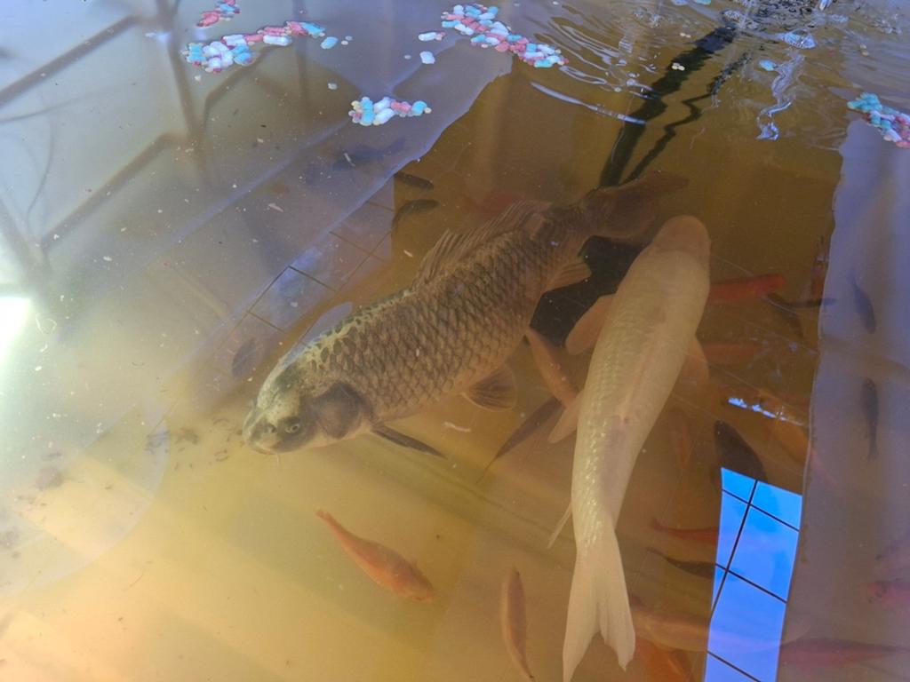2 grote kois en 40 goudvissen en winde, Dieren en Toebehoren, Vissen | Aquariumvissen