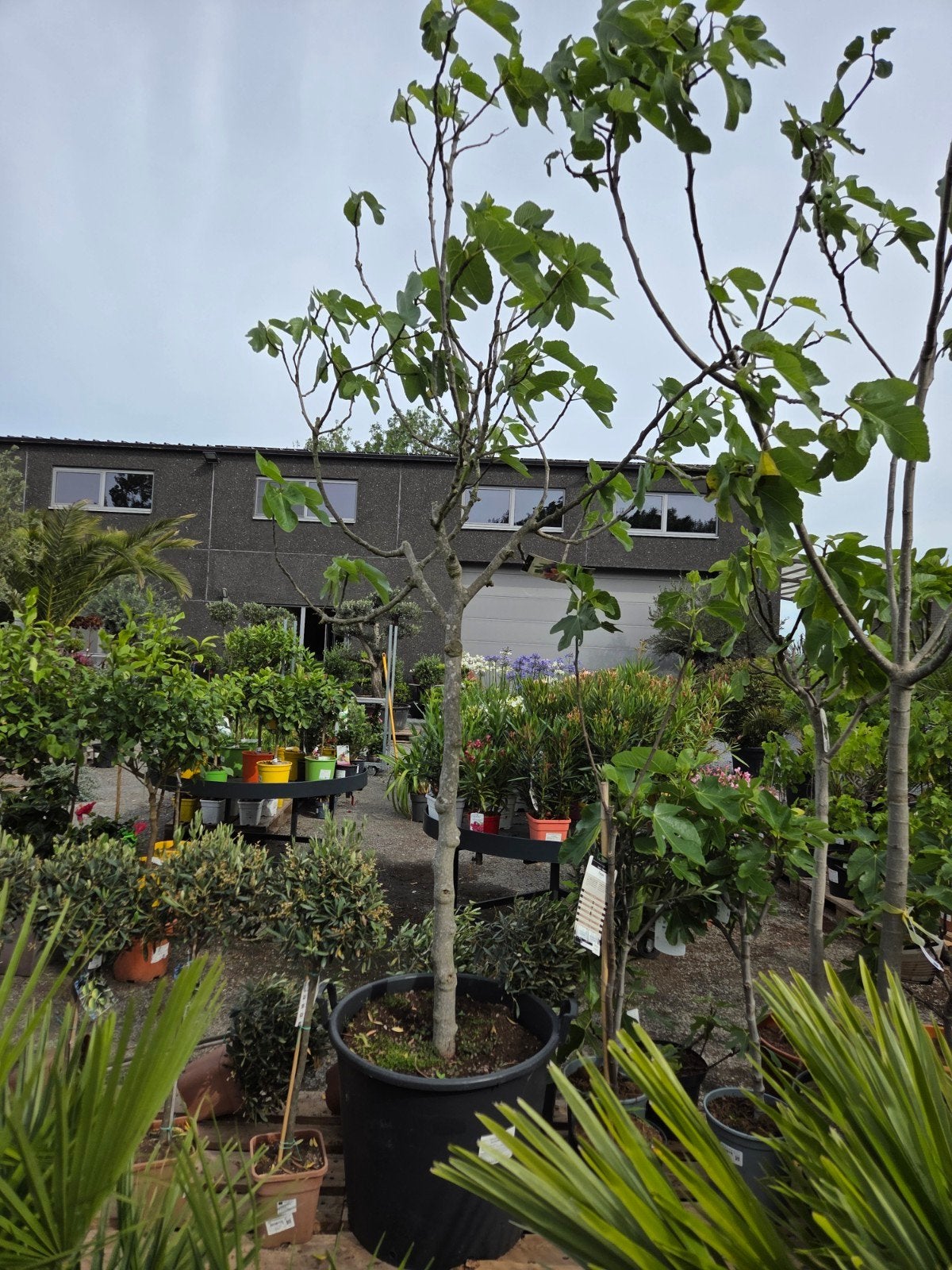 Vijgenboom Ficus Carica, Ophalen, Vijgenboom