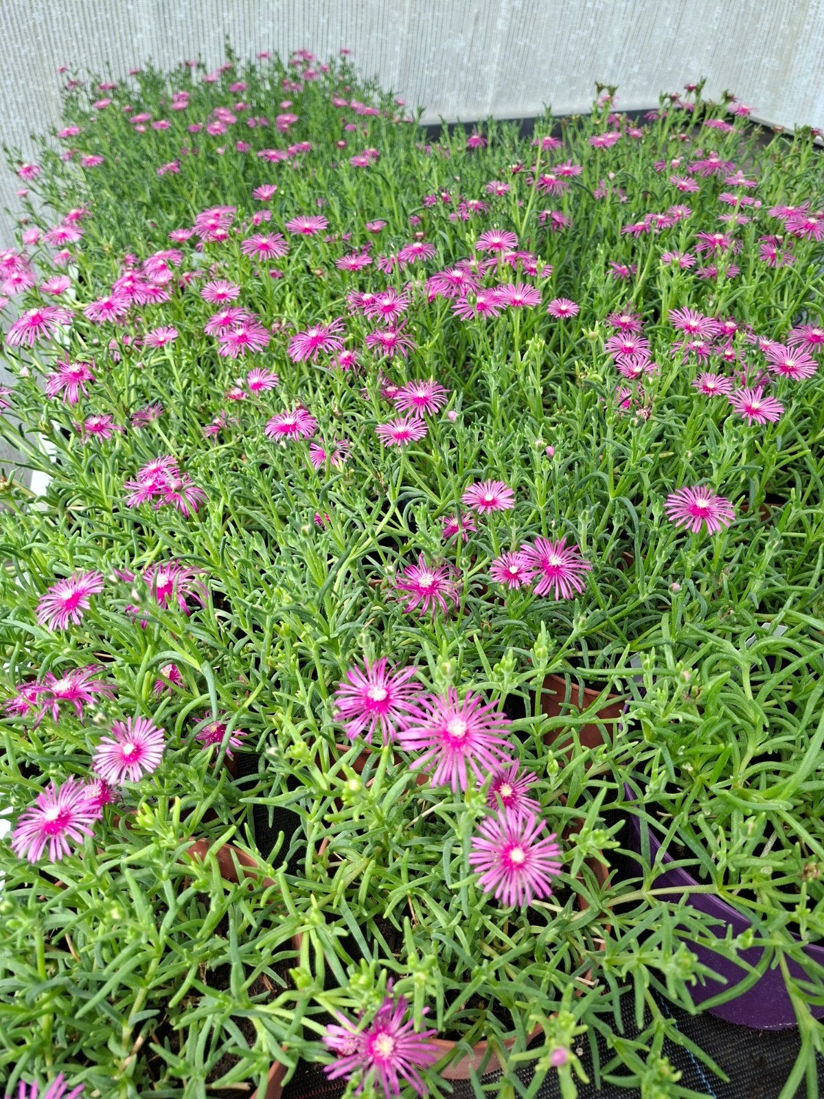 Delosperma, Tuin en Terras, Ophalen, Volle zon