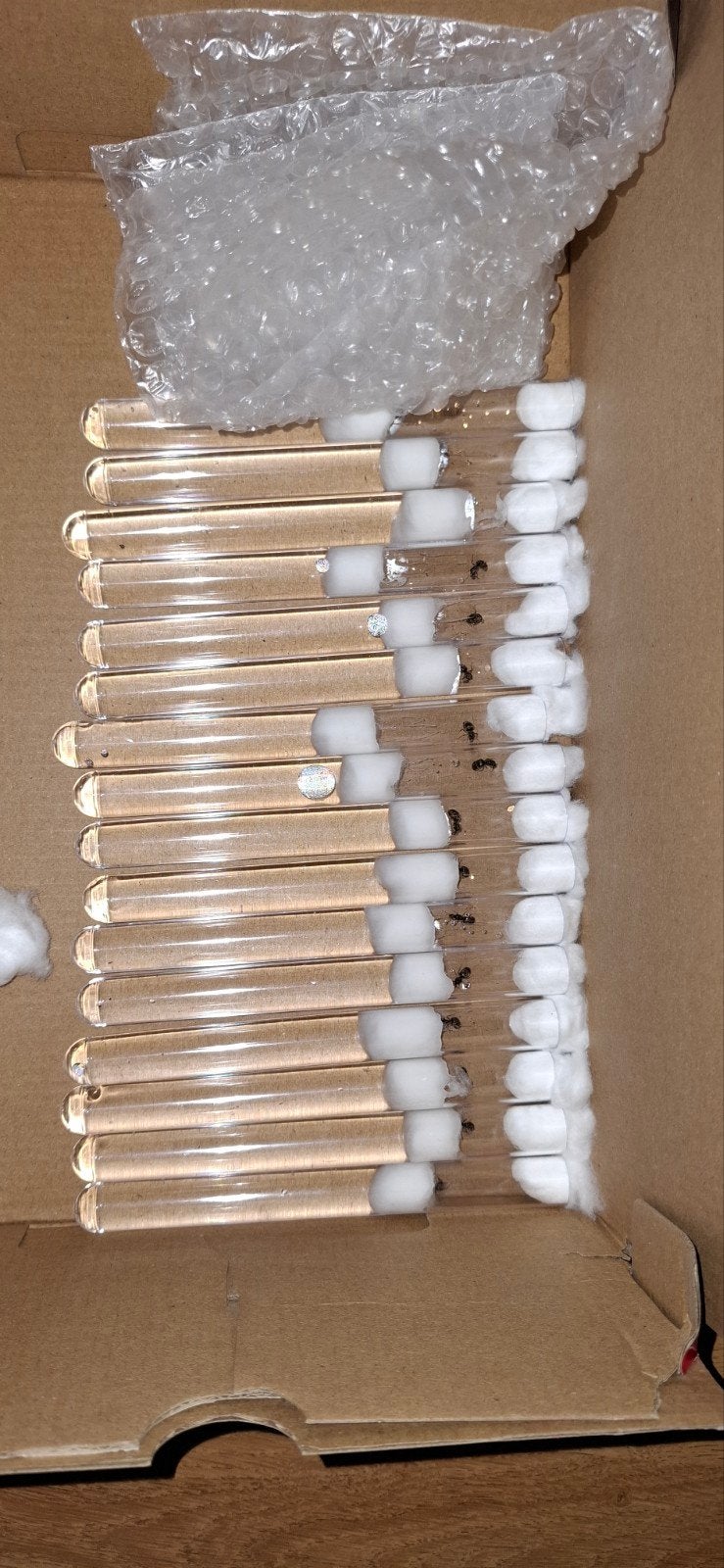 Lasius niger koninginnen, Dieren en Toebehoren