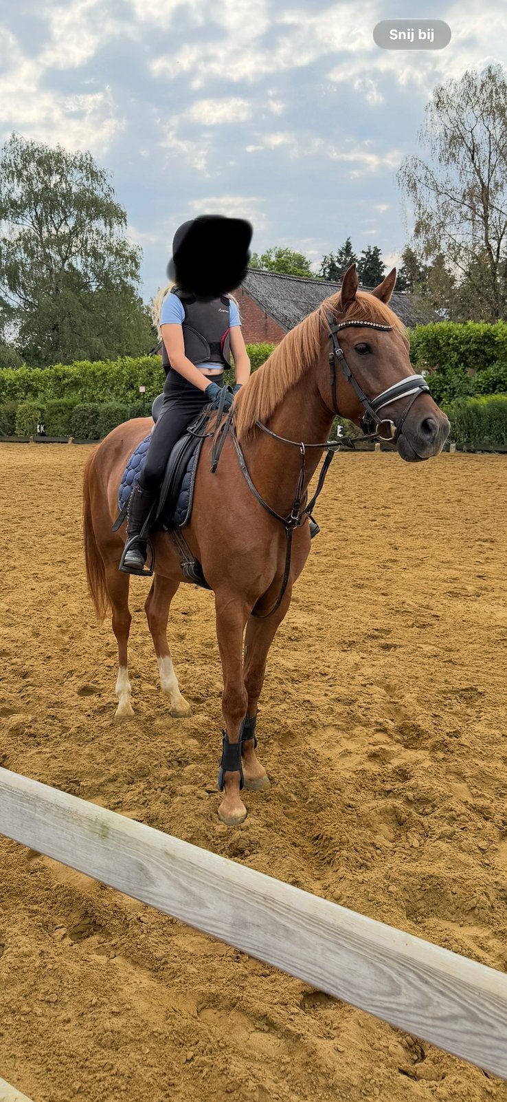 Ruitertje voor sportpony gezocht regio grobbendonk, Poney de récréation, Poney E (1.48 m - 1.57m), 3 à 6 ans, Hongre