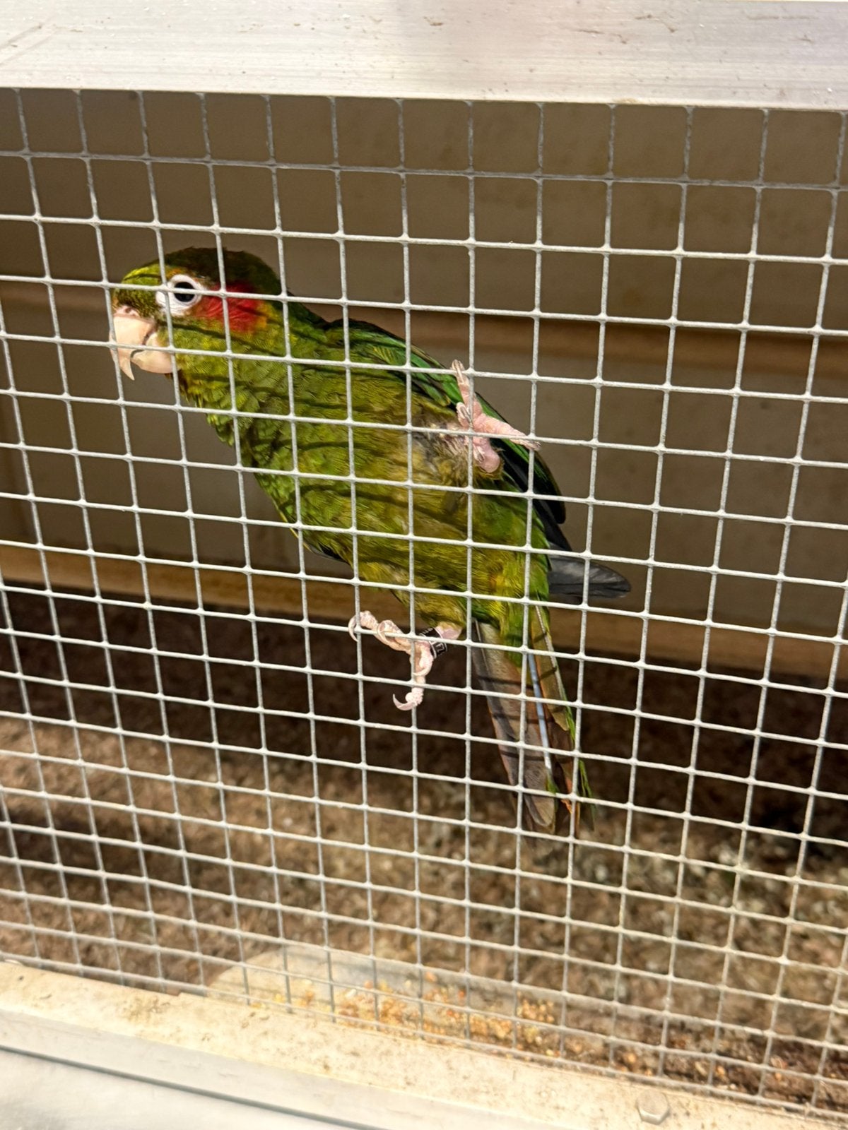 Pyrrhura Hoffmani, Mâle, Perruche, Bagué