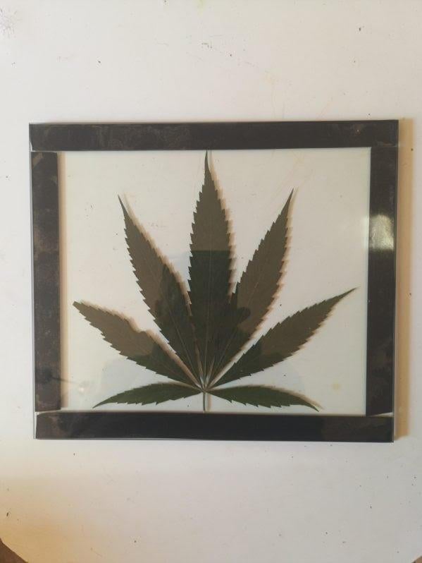 Decorframe voor botanisch cannabisblad, Glas, Botanisch, Verzenden, Eigen ontwerp