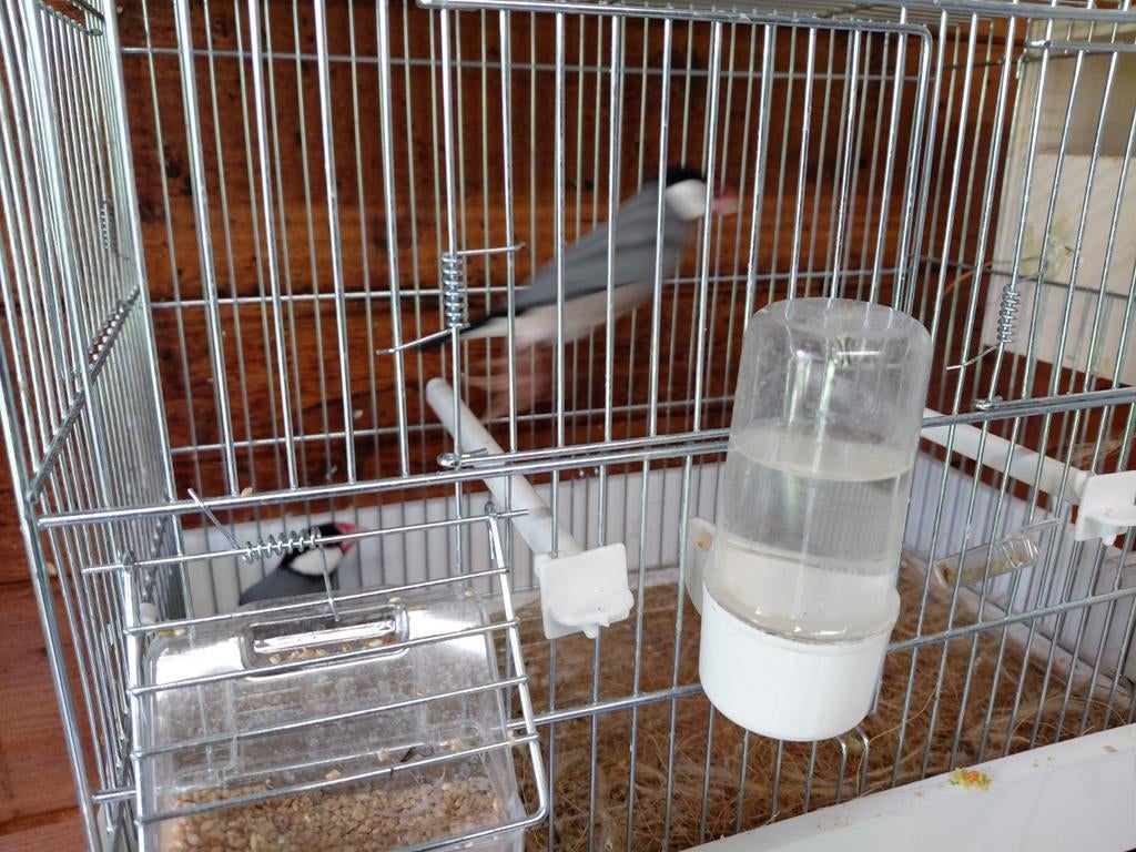 Paddas de java, Dieren en Toebehoren, Ophalen of Verzenden