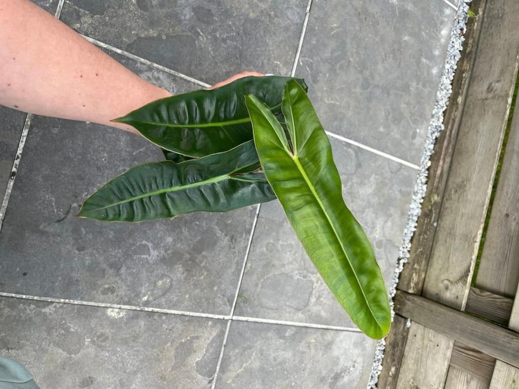 Philodendron Billietiae, Ophalen of Verzenden