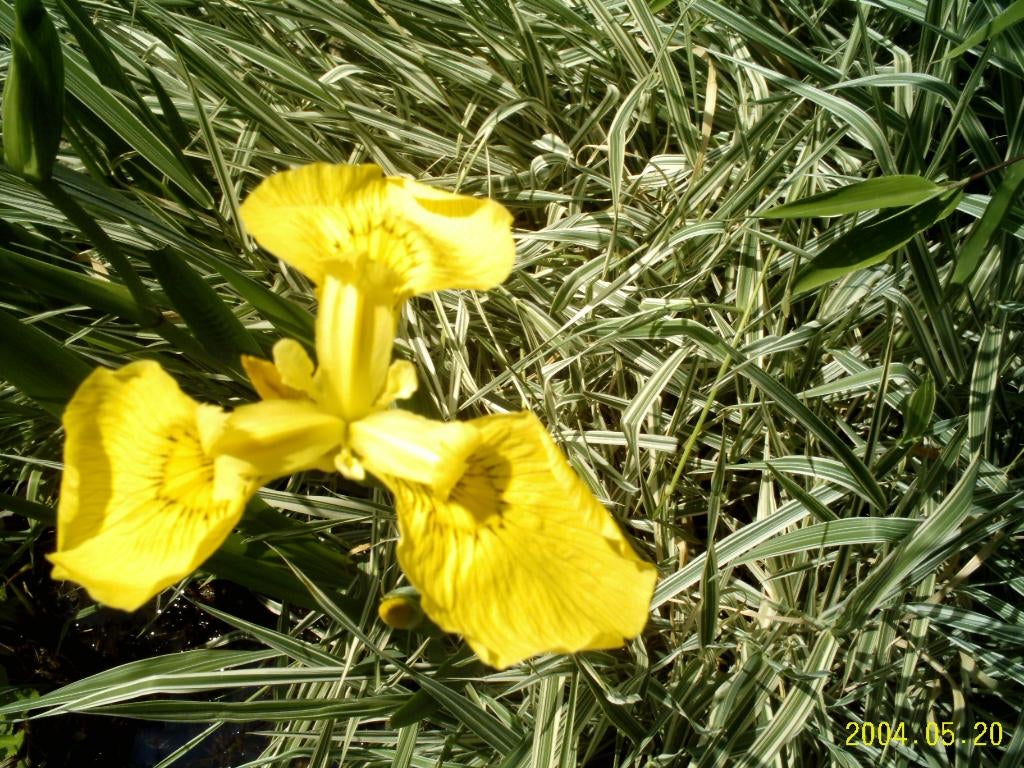 iris jaune, Ophalen