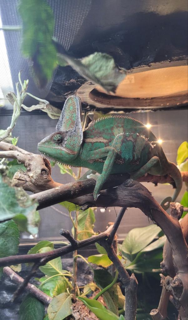 Mannelijke veiled kameleon