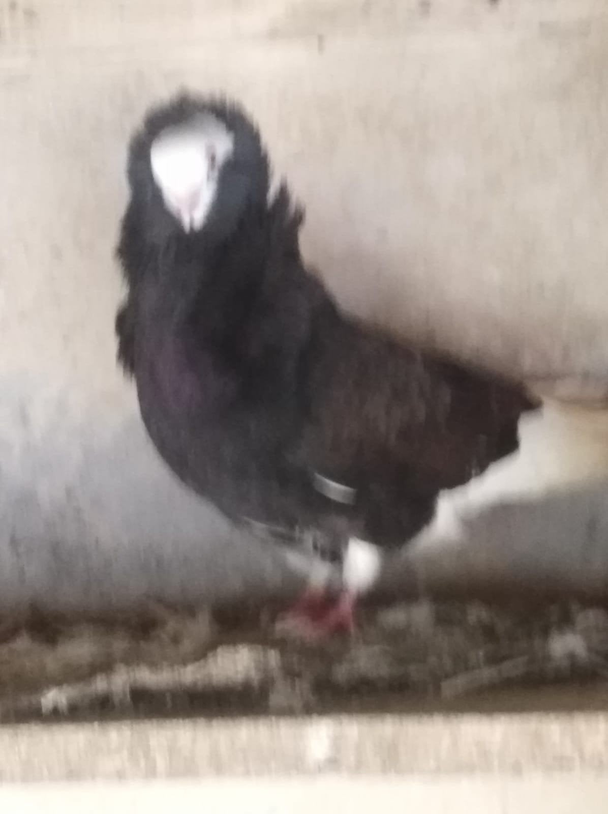 Kapucijnduiven, Animaux & Accessoires, Oiseaux | Pigeons