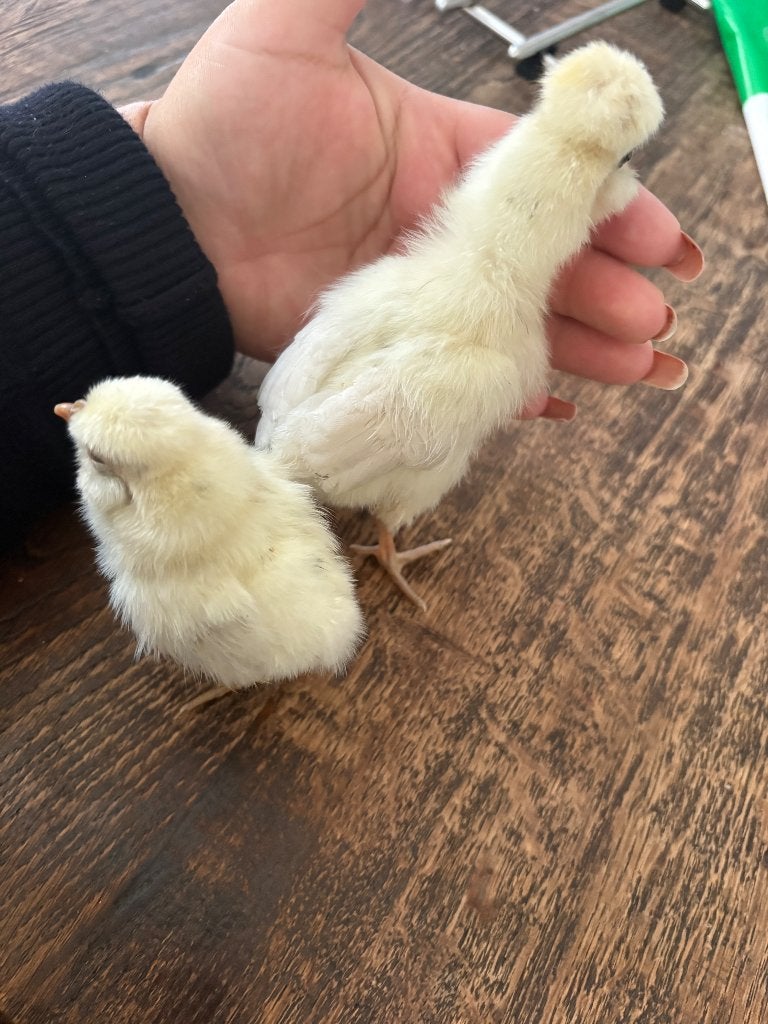Padua hennen, Dieren en Toebehoren, Vrouwelijk, Kip