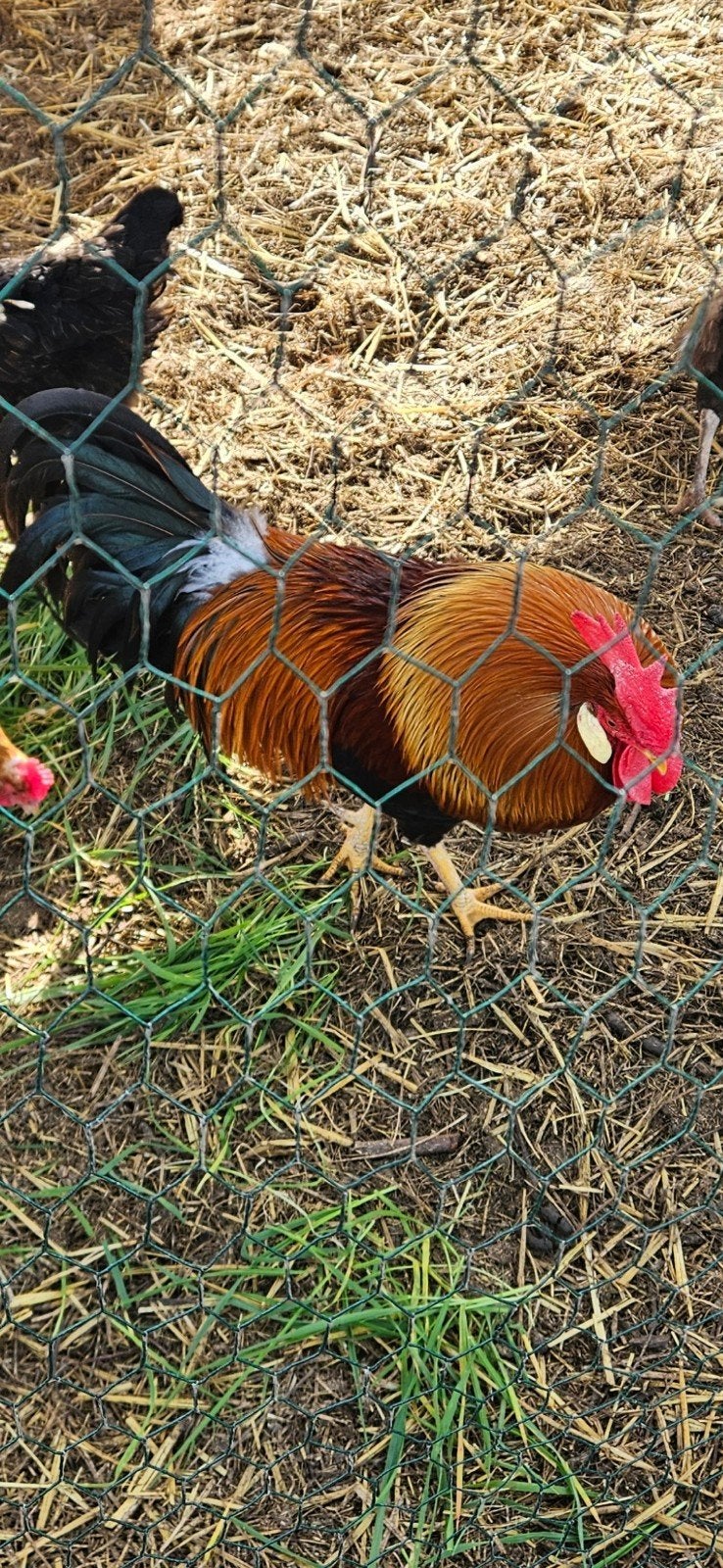 Mooie leghorn goudpatrijs haan 2 jaar oud